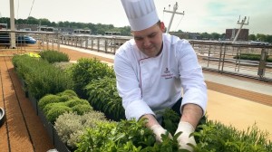 Herb Garden with Lamb