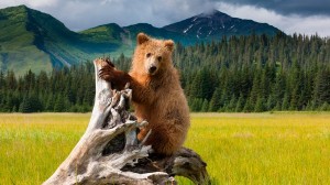 Learn about our Alaska & the Inside Passage  itinerary with Joost Ouendag 