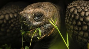 Learn the origins of evolutionary theory with guest lecturer Christopher Bielby