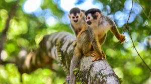 At home in Costa Rica with local guide Irene Arce Gonzalez