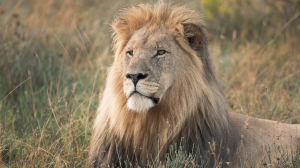 Anne Diamond learns about wildlife conservation with Will Travers of the Born Free Foundation