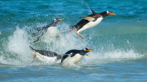 Commemorate World Penguin Day with noted penguin expert Ron Naveen, founder of Oceanites 