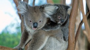 Anne Diamond learns how technology is being used to restore the environment with Dr. Susan Graham, CEO of Dendra Systems