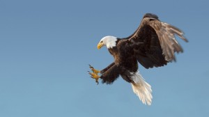 Journey to Sitka for a tour of the Alaska Raptor Center