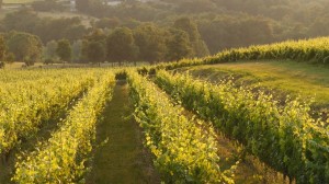 Bordeaux’s Clairet & Rosé Wines