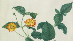 Discover the fascinating history of early plant hunters with Viking Guest Speaker Stefan White