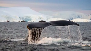 Explore our Longitudinal World Cruise I itinerary with Viking’s Dr. Damon Stanwell Smith, Jørn Henriksen and Aaron Lawton