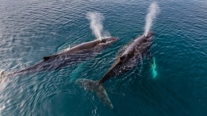 Top 10: incredible experiences to inspire wanderlust in Antarctica