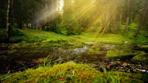 Meditation: Mindfulness with Mona Therese, The Five Senses Meditation