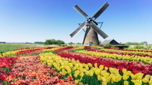 Discover our Tulips & Windmills itinerary with Joost Ouendag and Irene Pieper