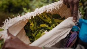 Alastair Miller in conversation with Dilhan and Malik Fernando of Dilmah Tea