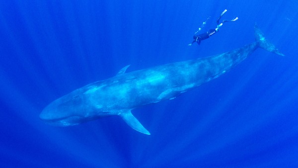 Alastair Miller in conversation with Wildlife Photographer,  Amos Nachoum