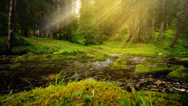 Meditation: Mindfulness with Mona Therese