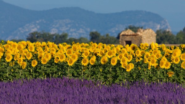 France, Painter’s Muse