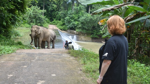 Join Downton Abbey star Lesley Nicol in conversation with Animals Asia’s Jill Robinson