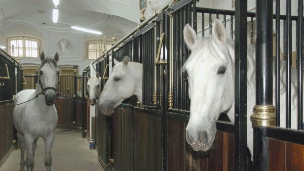 Anne Diamond interviews Spanish Riding School COO Erwin Klissenbauer