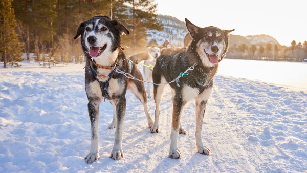 Learn about the huskies of Alta and life in the Arctic Circle