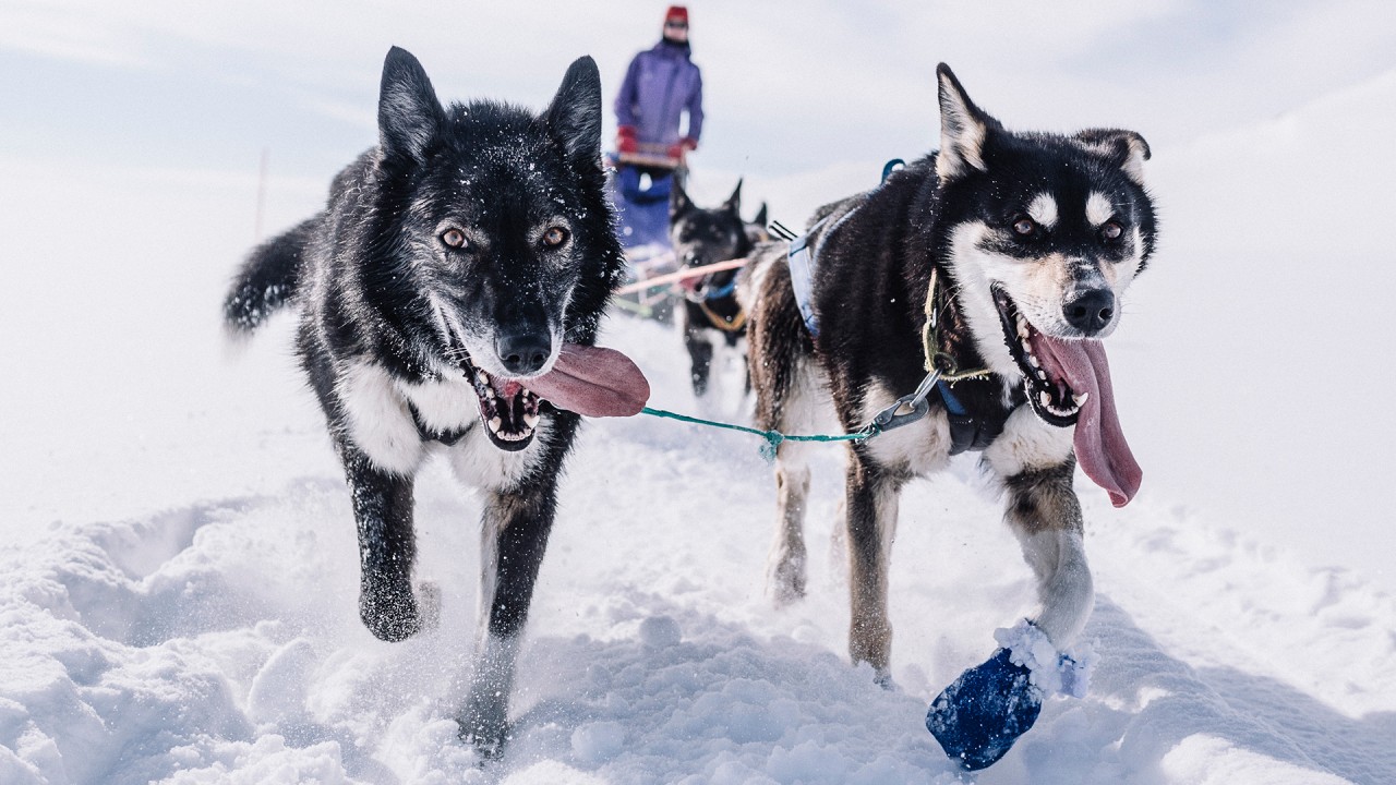 Meet huskies in the Norwegian town of Alta)
