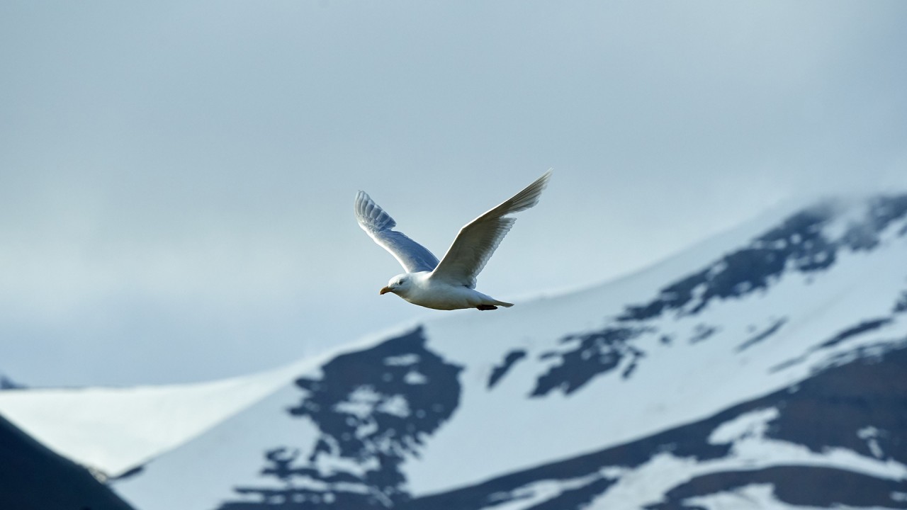 Witnessing wildlife in the Arctic and Antarctica with Dr. Damon Stanwell-Smith and James Lowen)