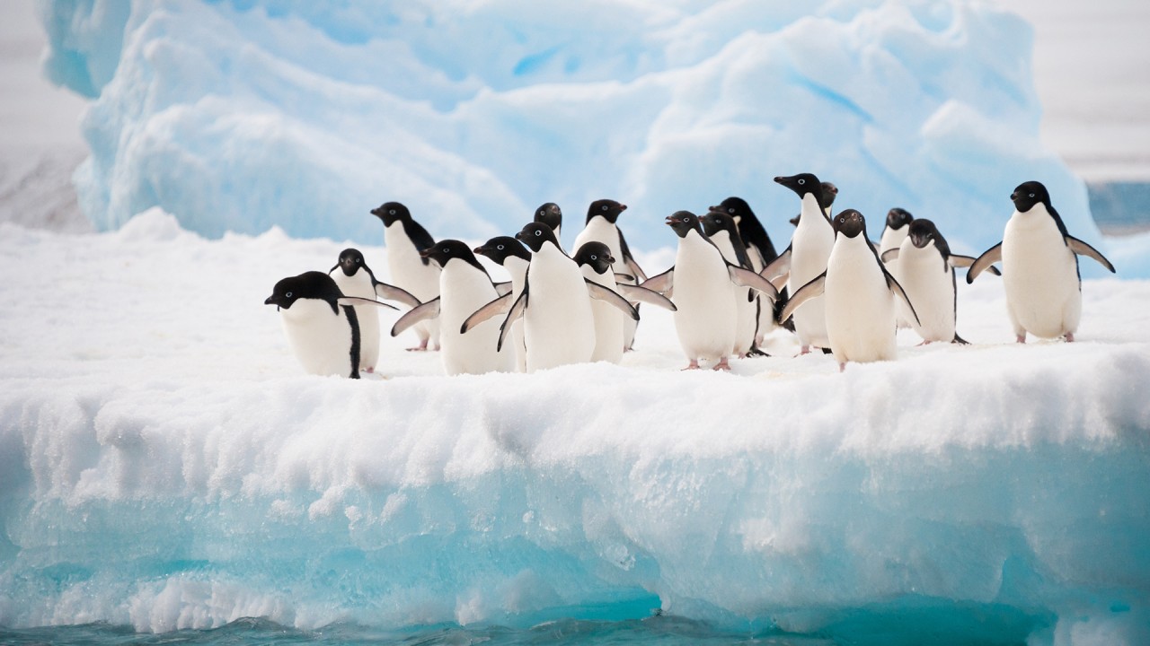 Discover the secret lives of penguins with wildlife filmmakers Ruth Pearcy and Michael Dunn)