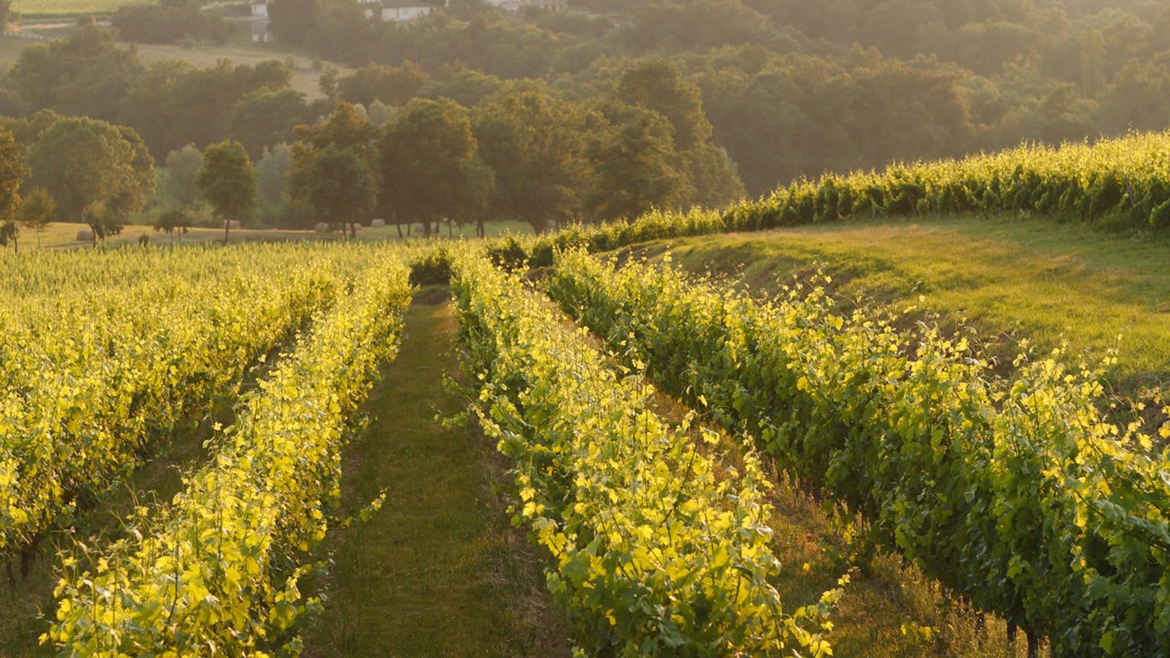 Bordeaux’s Clairet & Rosé Wines)