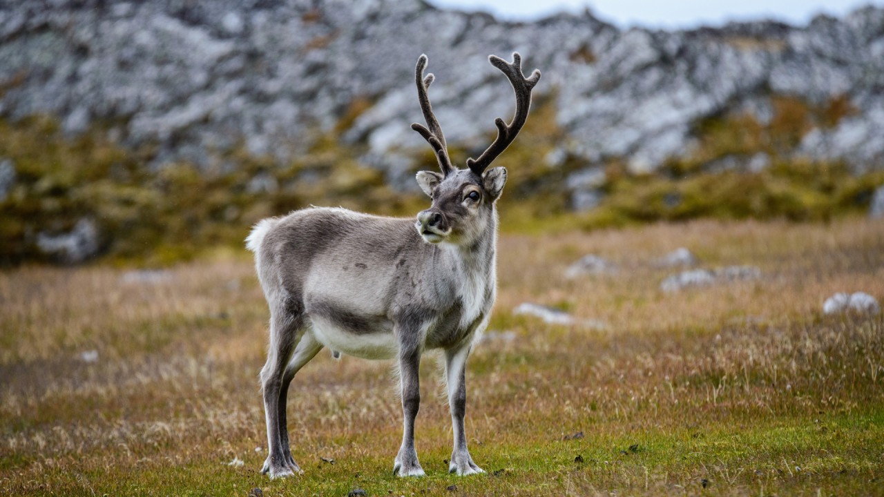 Uncover the mythology of reindeer with award-winning author Sharon Hudgins)