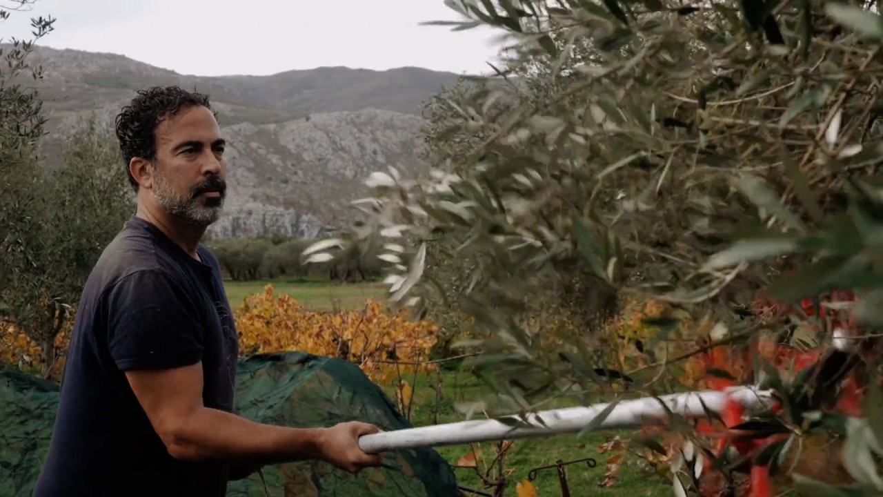 Enhance your knowledge of olive oil production in Crete)